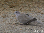 Turkse Tortel (Streptopelia decaocto)