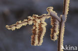 Fern