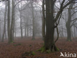 Veluwe