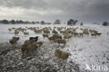 Veluws heideschaap (Ovis domesticus)