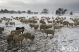 Veluws heideschaap (Ovis domesticus)