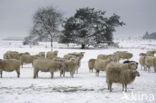 Veluws heideschaap (Ovis domesticus)