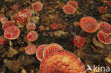 Vliegenzwam (Amanita muscaria)