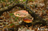 Vliegenzwam (Amanita muscaria)