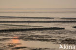 Waddensea