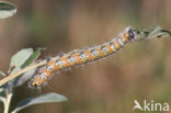 Wapendrager (Phalera bucephala)