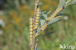 Wapendrager (Phalera bucephala)