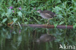 Common Moorhen (Gallinula chloropus)