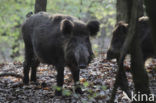 Wild Boar (Sus scrofa)