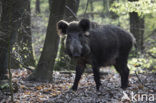 Wild Boar (Sus scrofa)