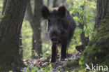Wild Boar (Sus scrofa)