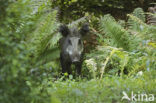 Wild Boar (Sus scrofa)