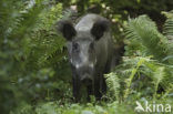 Wild Boar (Sus scrofa)