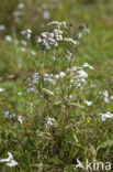 Sneezewort (Achillea ptarmica)