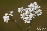 Sneezewort (Achillea ptarmica)