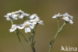 Sneezewort (Achillea ptarmica)