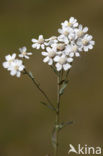 Wilde bertram (Achillea ptarmica)