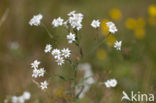 Wilde bertram (Achillea ptarmica)