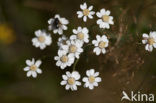 Sneezewort (Achillea ptarmica)