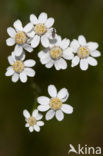 Sneezewort (Achillea ptarmica)