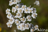 Wilde bertram (Achillea ptarmica)