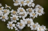 Sneezewort (Achillea ptarmica)