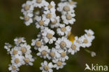 Sneezewort (Achillea ptarmica)