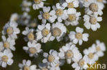 Wilde bertram (Achillea ptarmica)