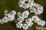 Sneezewort (Achillea ptarmica)