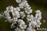 Sneezewort (Achillea ptarmica)