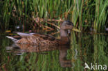 Mallard