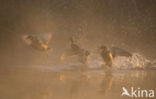 Mallard