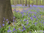 Bluebell (Scilla non-scripta)