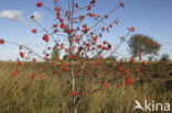 Wilde lijsterbes (Sorbus aucuparia)