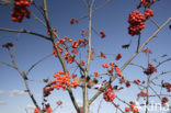 Wilde lijsterbes (Sorbus aucuparia)