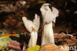 Witte kluifzwam (Helvella crispa)