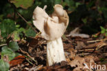 Witte kluifzwam (Helvella crispa)