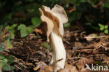 Witte kluifzwam (Helvella crispa)