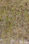 Zandzegge (Carex arenaria)