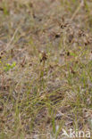 Zandzegge (Carex arenaria)