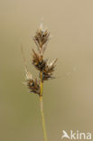 Zandzegge (Carex arenaria)