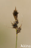 Zandzegge (Carex arenaria)