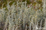 Zeealsem (Artemisia maritima)