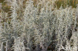 Zeealsem (Artemisia maritima)