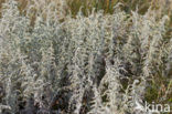 Sea Wood (Artemisia maritima)