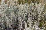 Zeealsem (Artemisia maritima)