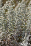 Sea Wood (Artemisia maritima)