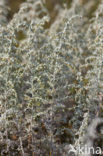 Zeealsem (Artemisia maritima)