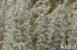 Zeealsem (Artemisia maritima)