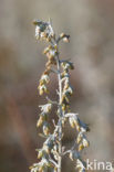 Zeealsem (Artemisia maritima)